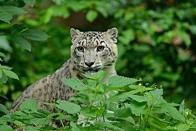 世嘉射击新作《鬣狗》预告 组建战队抢劫亿万富翁